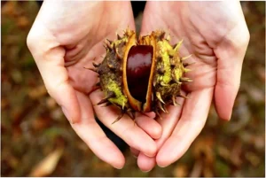 comer castañas en otoño