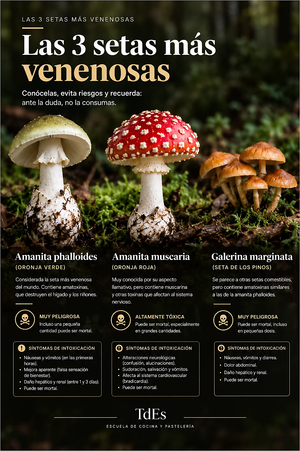 Las 3 setas más venenosas
