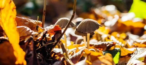 La cocina de las setas
