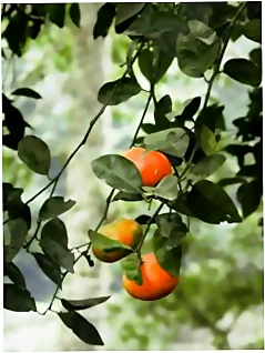 Descubre los postres del verano