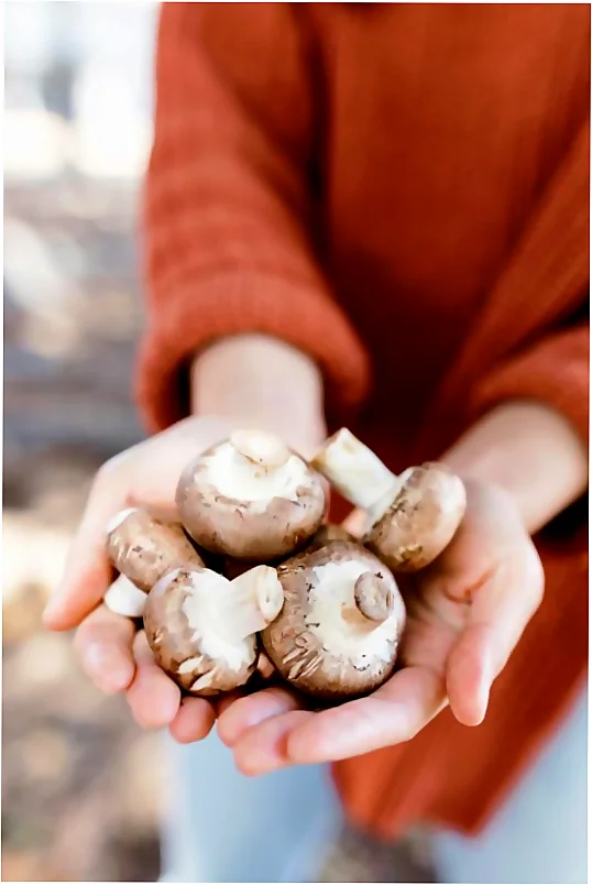 Este otoño te invitamos a explorar un mundo de sabores