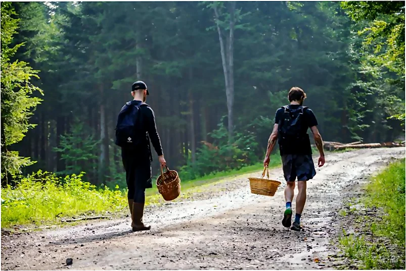 La temporada de recoleccion de setas ya está aqui