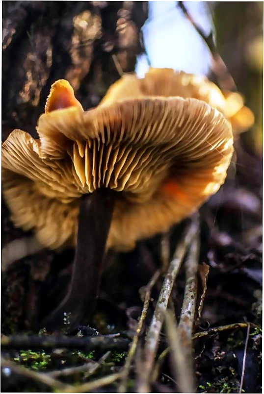 Los tesoros micológicos de cada estación